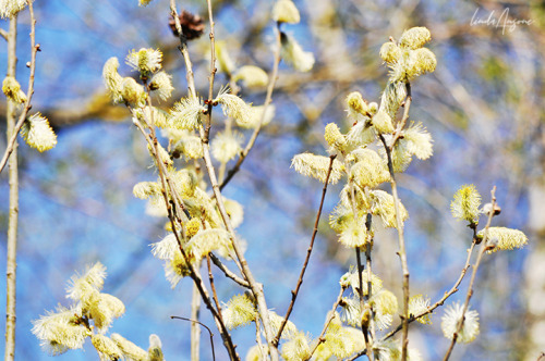 catkins