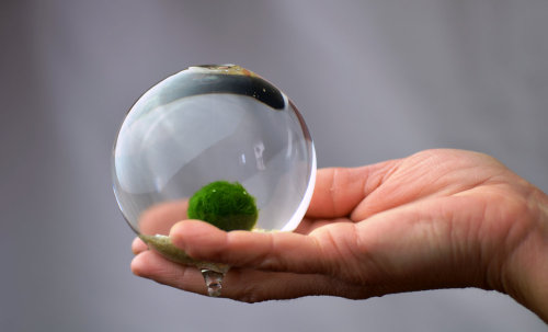 lustik:  Marimo Terrarium - Pink Serissa  Lustik:  twitter | pinterest | etsy 