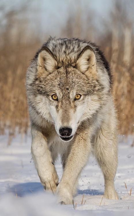Timber Wolf by © cjm_photography
