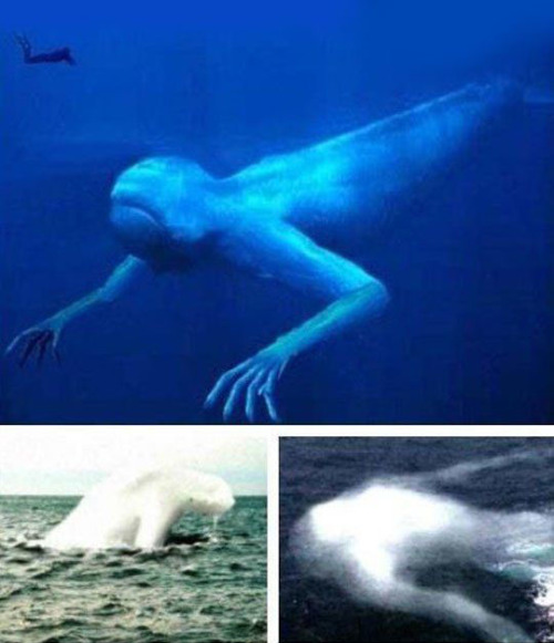 bigfootin:The Ningen, a Japanese cryptid, is a very large animal allegedly sighted by Japanese fishers. The name Ningen literally means “human”. The creature not only has a face, but arms and hands as well.  