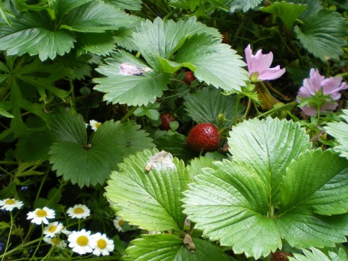 sycamoreorless:  Strawberries