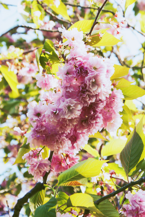 Blossom Tree – 12/5/16