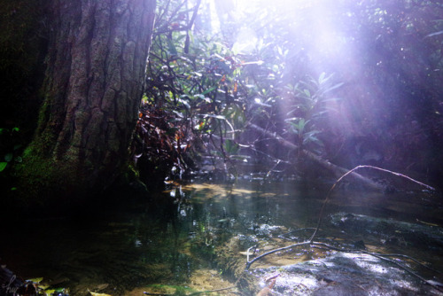 frolicingintheforest:These mountains hold jungles. Some days, the air is so thick it latches to your