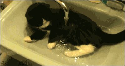 desilynn27:  the-underground-beauty:  premiium:  ghostypower:  some cats are different.  some cats make me so happy  THis is adorbs  hes like ‘wuht its just water.’..’see its nothing’ 