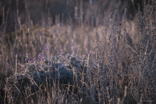A Meadow at Sunrise: Lupine, sagebrush, wild grasses, dew, lightriverwindphotography, August 2017