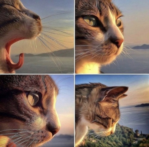 aww-so-pretty:  the aesthetic cat