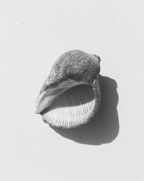 seashell