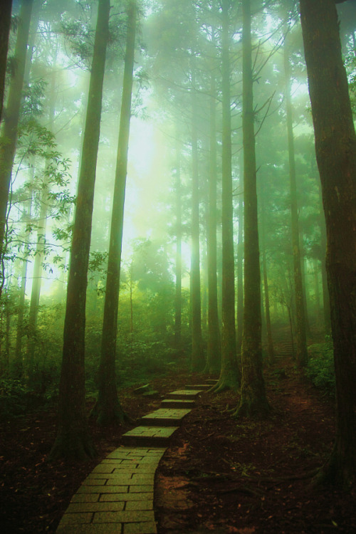 burning-soul:
““ Hanson Mao
” ”
Ambiente verde en pleno bosque.