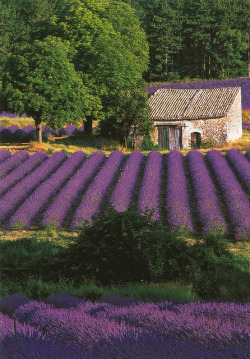 kendrasmiles4u:  Lavender (Provence, France) by katya. on Flickr.@kendrasmiles4u