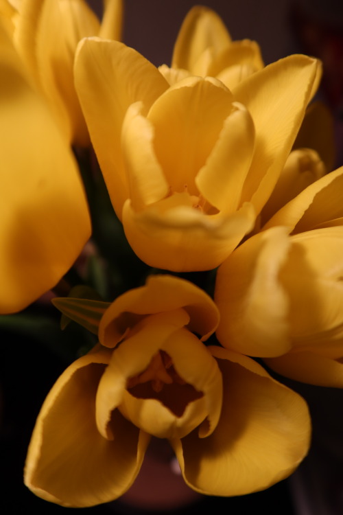 anskupics: Tulipa — tulips