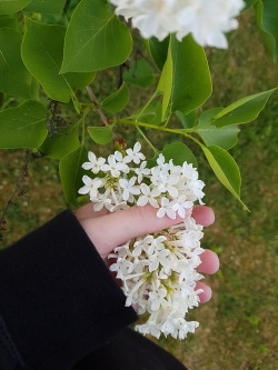 eat the flower