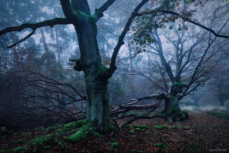 megarah-moon:  “Where Fairies Dance” by  Kilian Schönberger 