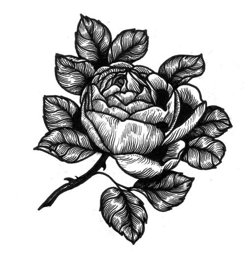 lamhamilton: Rose tattoo flash.By LAM Hamilton