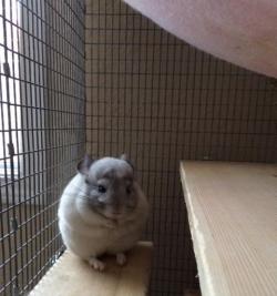 awwww-cute:  Chip the chinchilla, just look at those rolls!