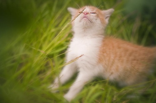 mel-cat:Helloooo World, here I am! ( via Simone Hertel )