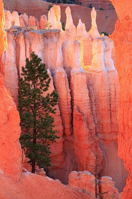 beautymothernature:  Determined tree in V share moments 