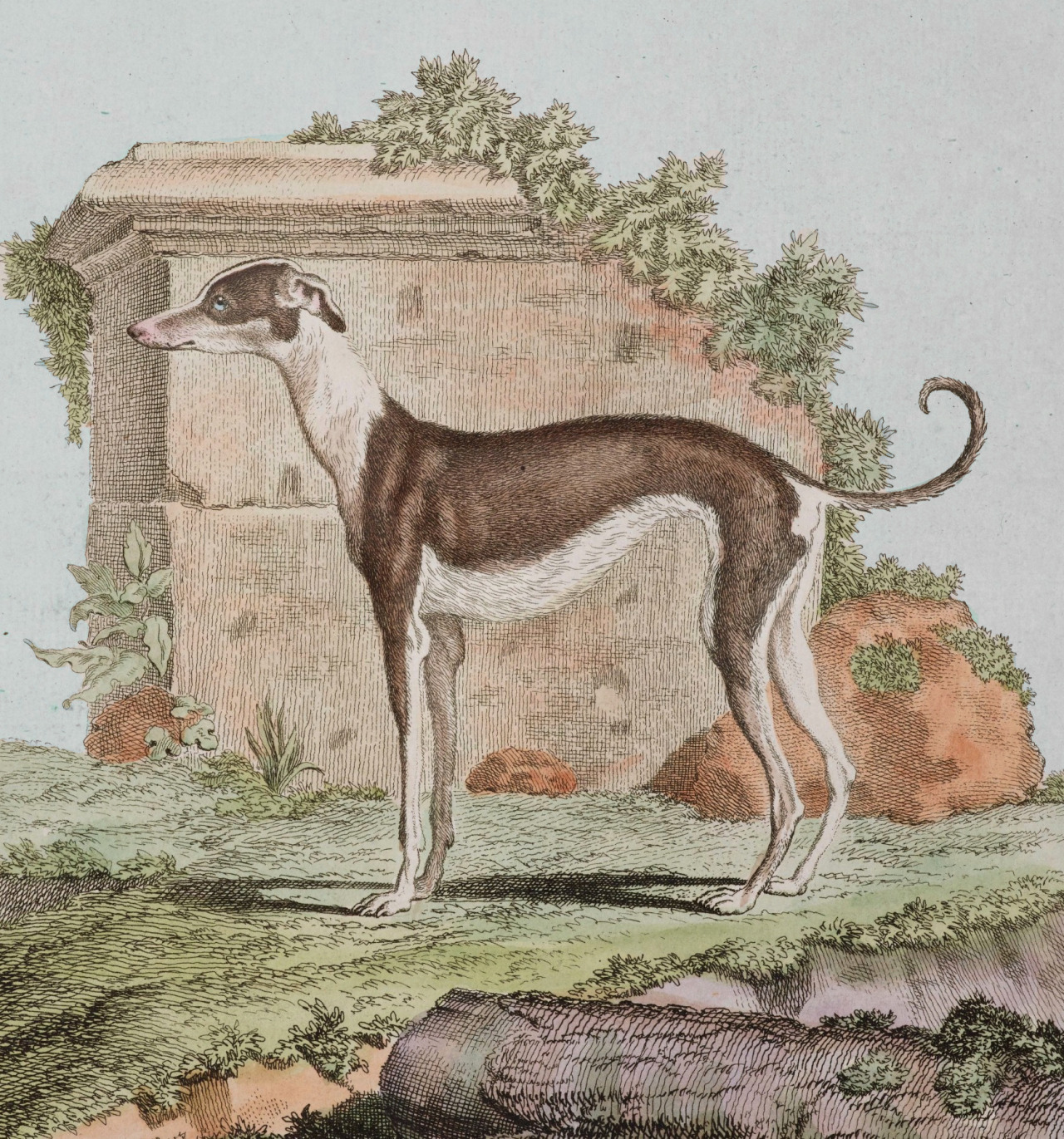 Collection des animaux quadrupèdes de Buffon - Georges-Louis Leclerc Buffon - c.1749-1767 - via Gallica #scientific illustration#dogs#columns