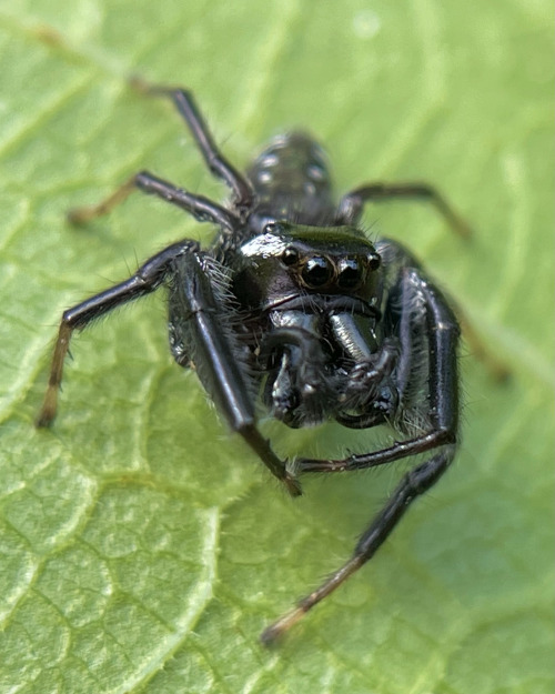 I See At Least One Cool Bug A Day, And Usually Many More, But Its Not Because I Live Anywhere Particularly