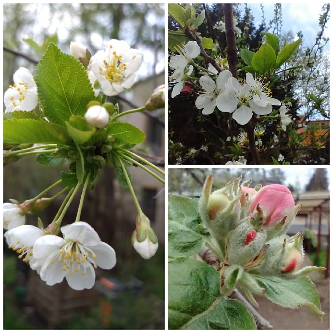 Auch Sauerkirsche, Pflaume und Apfelbaum stehen gut im Schuh - man könnte meinen, wir hätten einen Obstgarten. #blossom #🍒 #🍏 (hier: Pillnitz, Sachsen, Germany)
https://www.instagram.com/p/COUyNgpB4zP/?igshid=xsii988wnoo9