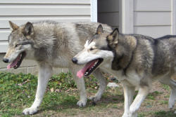 cindy23323:  Here is a couple side by side comparisons. Of a high content wolfdog Selene and a low/no content Max. There is so many people out there with animals that look like Max that try and say they are highs, and try to say there is no difference