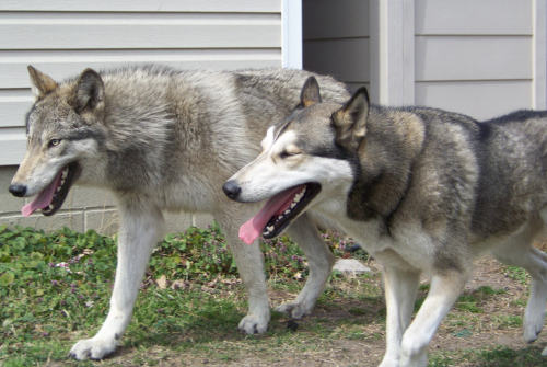 Here is a couple side by side comparisons. Of a high content wolfdog Selene and a low/no content Max