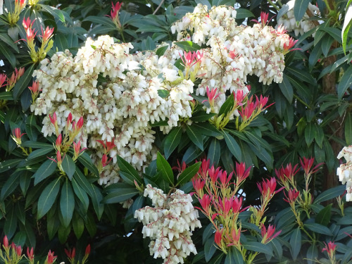 Porn Pics florealegiardini:  Pieris Japonica (Japanese