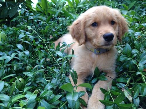 spermbanker:  i met this pretty lady today who likes to sleep in plants