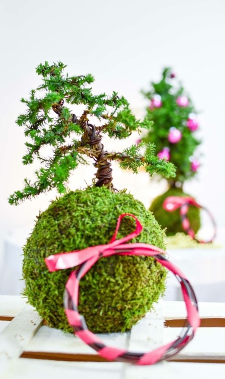 This year’s extra is the bonsai wire set we add to our Christmas tree kokedamas, with the hope