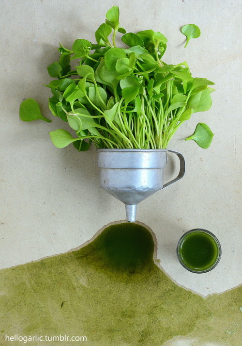 hello green juice (made from miner’s lettuce, spinach, lime, apple juice and ginger)!