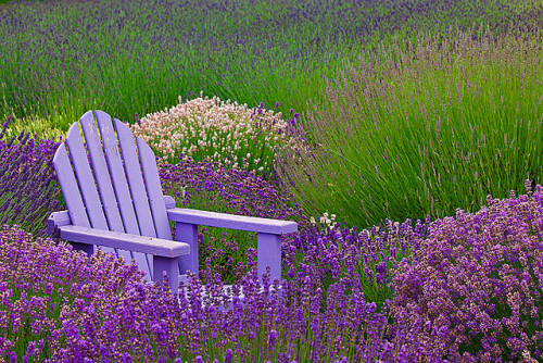 Sitting in a Purple Haze by KPieper on Flickr.