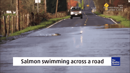 gifsboom: Salmon Swimming Across the Road [video]