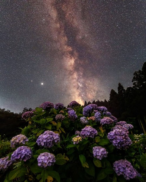 Hydrangeas And Milky Way.