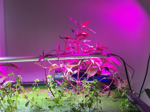 Auxilary lights: wildly successful! The led grow light is not fun for photos, but at least it doesn&