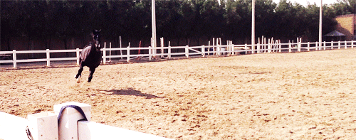 I can’t tell if it’s a baby or just a really excited horse…