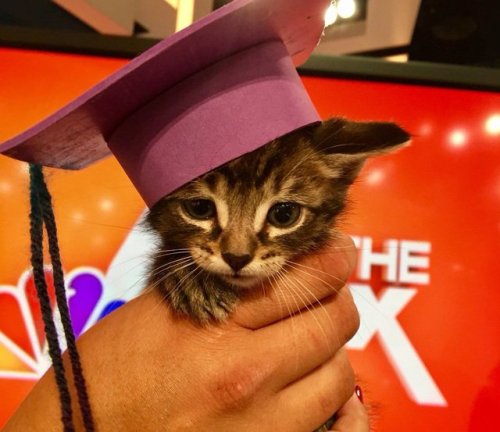 babyanimalgifs:  this is so cute