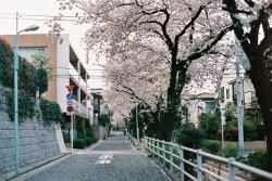 dreams-of-japan:   	Untitled by hiki     