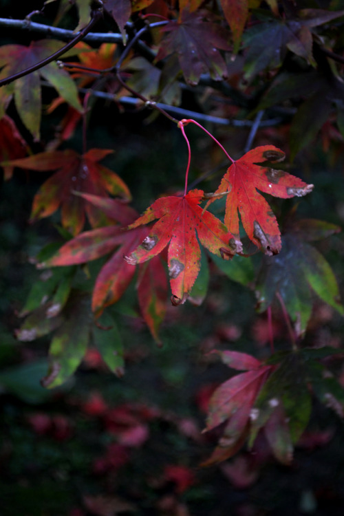 red leaves