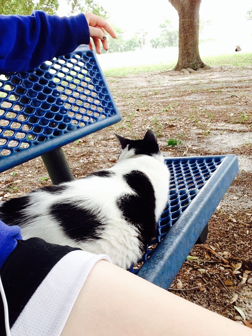 leviisenpai:Found a cat the the park today and it looked like it had a heart on it ✌️