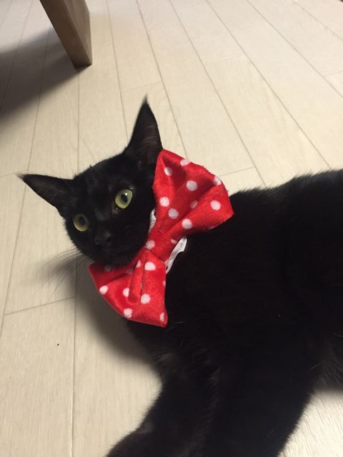 46187:  【画像あり】 シュシュつけたネッコやで 2 : 〓 ねこメモ