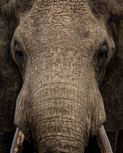 jonathanirish:Some of the last great tuskers reside in the Amboseli region of Kenya (in this case, nearby Chyulu Hills). It is such an honor to see these amazing elephants with huge tusks. I’ve never looked closely at elephant skin before, and as I