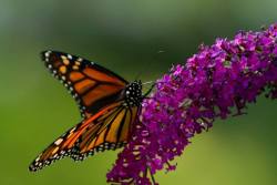 comfortspringstation:  Monarch in the garden