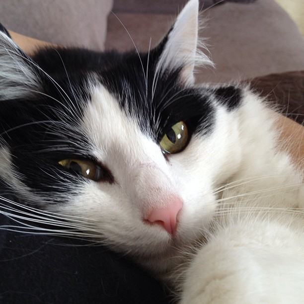 There’s nothing quite like a purring cat on your lap.
Photo by ©Louca dos Gatos