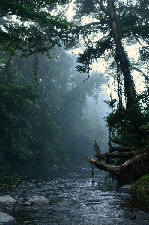 travelingcolors:Koloki River Monrning | Solomon Island (by Thomas M. Perry)