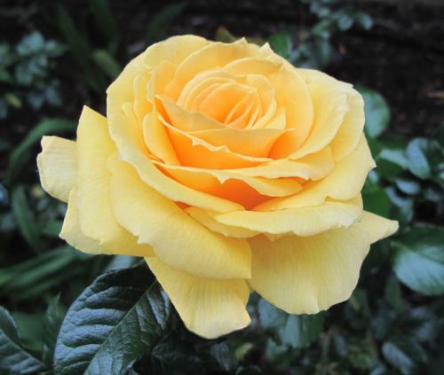 shadelovingflowers:  The Best Examples Of Fabulous Flowershttp://viralpic.pw/r/49FCC