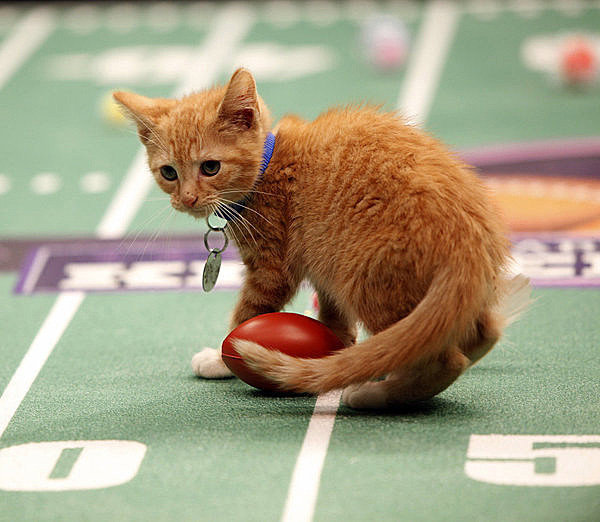 thefrogman:  phototoartguy:  Meow: It’s the inaugural Kitten Bowl Marc Lemoine