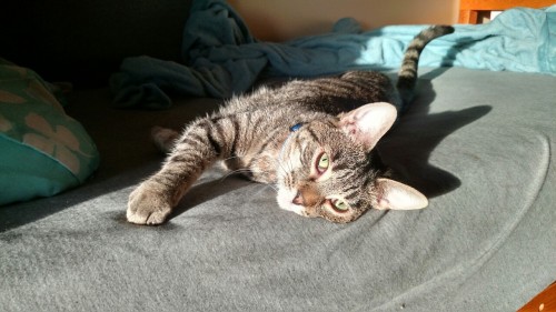 bentleyjamespancakes: Mom says it’s national tabby cat day! I think everyday is tabby cat day,