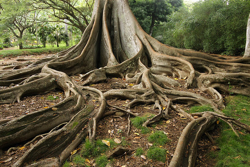 opticallyaroused:  Outrageously Beautiful Trees