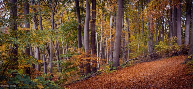 Find your dreams - my blog is not very rich in variety in the moment. I’m strolling through the woodlands and enjoy the colours...