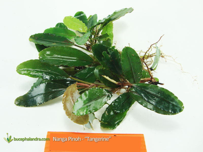 Bucephalandra Tangerine from Nanga Pinoh is medium size bucephalandra with orange color of the submersed leaves.