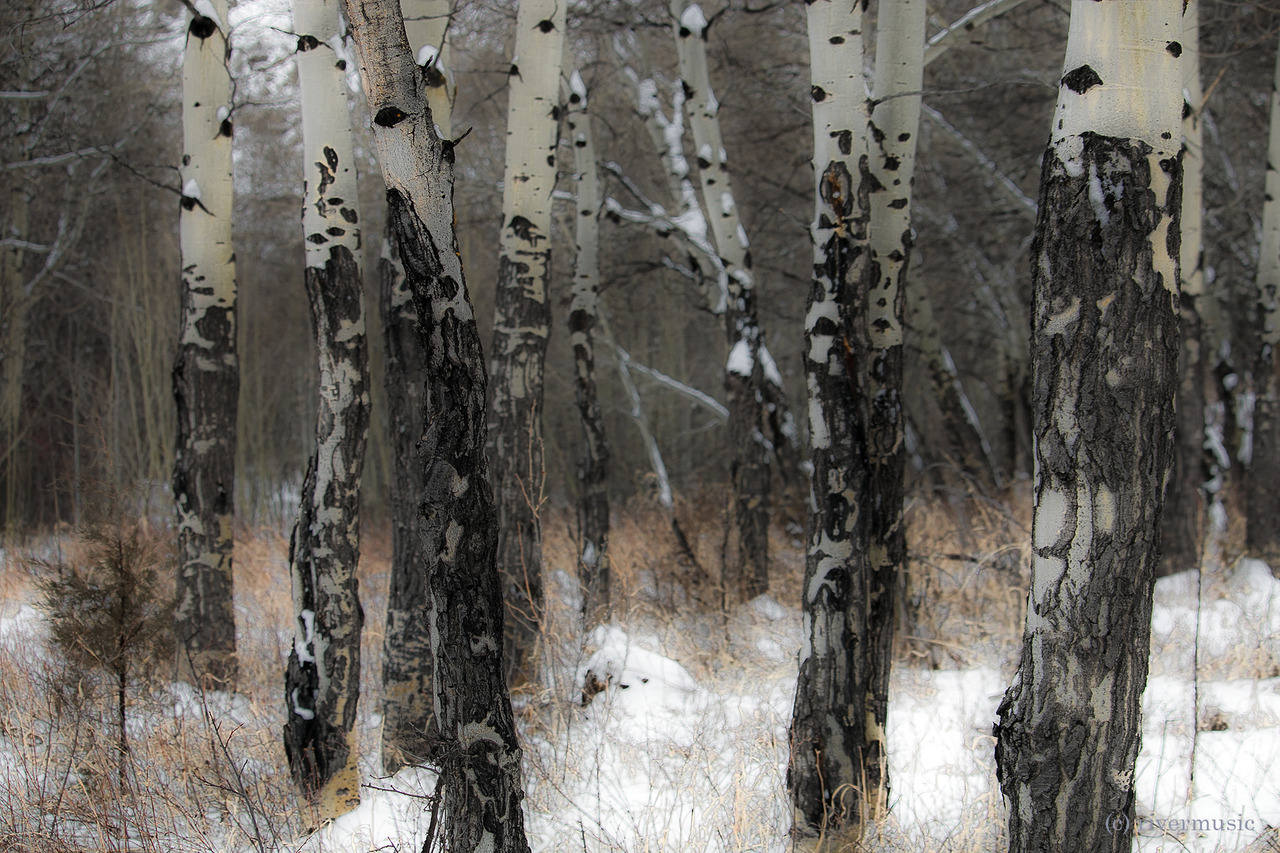 riverwindphotography:  Trunks riverwindphotography, 2018 